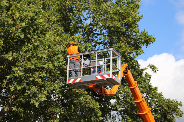 Best Tree Trimming and Pruning  in Youngwood, PA